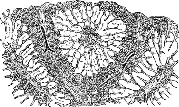 Abstrakt Handritade Doodle Blommönster Vektor Illustration — Stock vektor