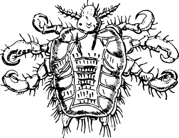 ドラゴンの入れ墨スタイルのベクトル図 — ストックベクタ