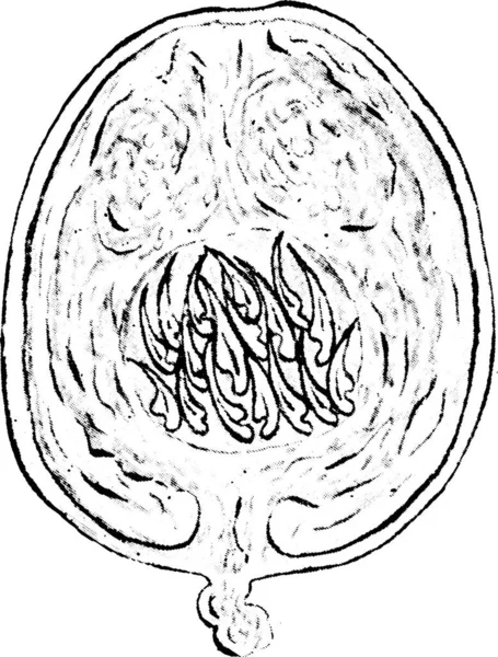 Ручная Иллюстрация Треснувшего Яблока — стоковый вектор
