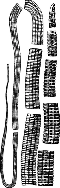 Ilustração Desenhada Mão Uma Cobra —  Vetores de Stock