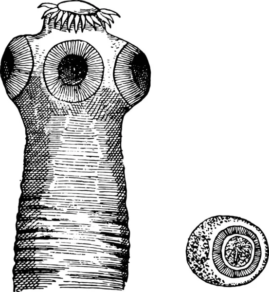 รษะของไทเน ยสก ภาพสล กสล กสล นเทจ — ภาพเวกเตอร์สต็อก