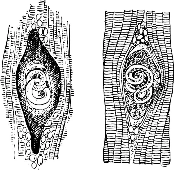 Gambar Tangan Sketsa Seorang Pria Dengan Tato - Stok Vektor