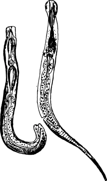 Ilustración Una Serpiente — Archivo Imágenes Vectoriales