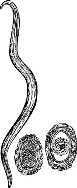 Spoelworm Eieren Vintage Afbeelding Gegraveerd — Stockvector