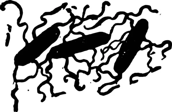 Bacillus Typhosus Pokazuje Wici Vintage Grawerowane Ilustracja — Wektor stockowy