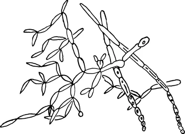酵母菌念珠菌 画眉真菌 复古雕刻插图 — 图库矢量图片
