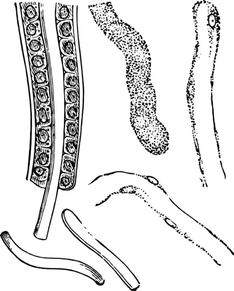 Illustration Der Entstehung Von Abgüssen Vintage Gravur — Stockvektor