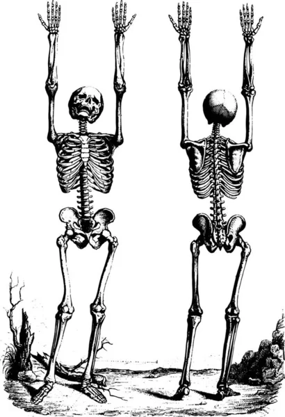Zarys Teorii Anatomiczne Nomenklatury Vintage Grawerowane Ilustracja — Wektor stockowy