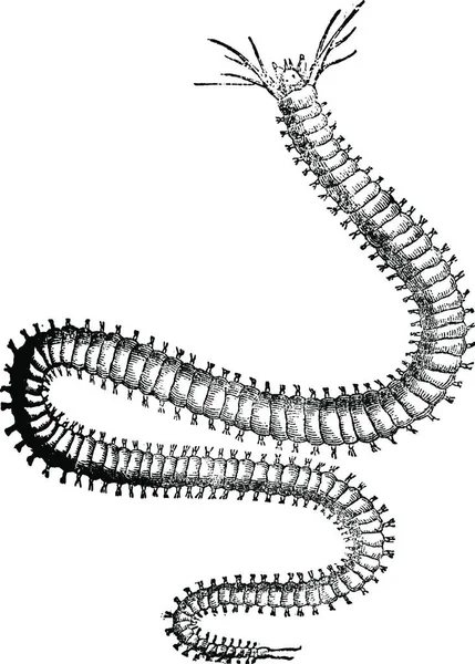 Nereididae Ragworm 빈티지 새겨진 Pittoresque 1875 — 스톡 벡터