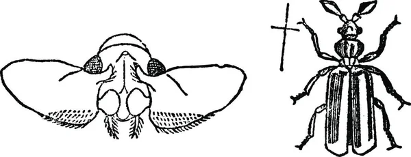 白色背景上的蜜蜂图解 — 图库矢量图片
