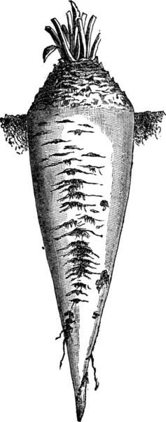 Ancienne Illustration Gravée Betterave Sucre Beta Vulgaris Isolée Sur Fond — Image vectorielle