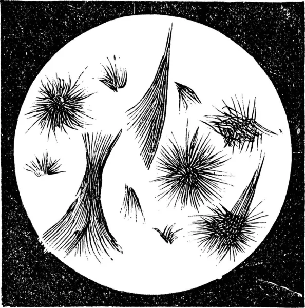 古いは ステアリン結晶の顕微鏡の図は刻まれています 産業百科事典 1875 — ストックベクタ