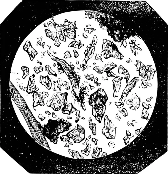 纯咖啡 谷物细胞本身 复古雕刻插图 工业百科全书 1875 — 图库矢量图片