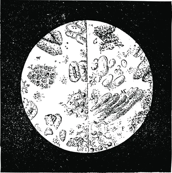 Pimienta Vista Bajo Microscopio Ilustración Grabada Vintage Enciclopedia Industrial Lami — Archivo Imágenes Vectoriales