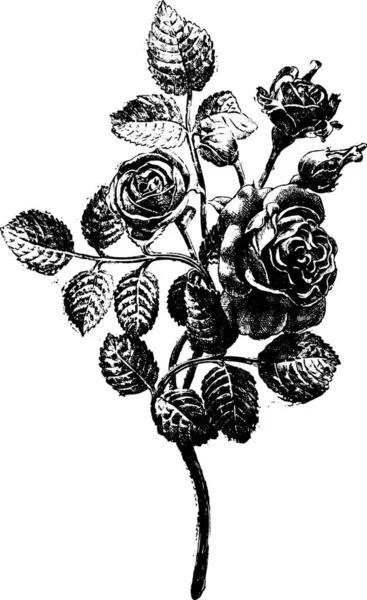 Roses Fer Forgé Exécutées Dans Atelier Favier Illustration Gravée Vintage — Image vectorielle