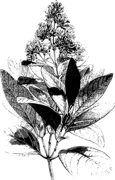 Illustration Einer Pflanze Mit Blättern — Stockvektor
