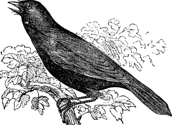 Cowbird 라고도 Molothrus Oryzivorus 빈티지 새겨진 Cowbird 조류의 — 스톡 벡터