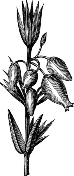 Bell Heather 也被称为埃丽卡 西内瑞亚 Erica Cinerea 古老雕刻的贝尔 希瑟图画 叶子和花朵 与白色背景隔离 — 图库矢量图片