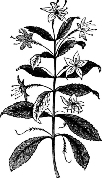 Agathosma Crenulata로 Barosma Crenulata Agathosma Crenulata 식물의 빈티지 새겨진된 배경에 — 스톡 벡터