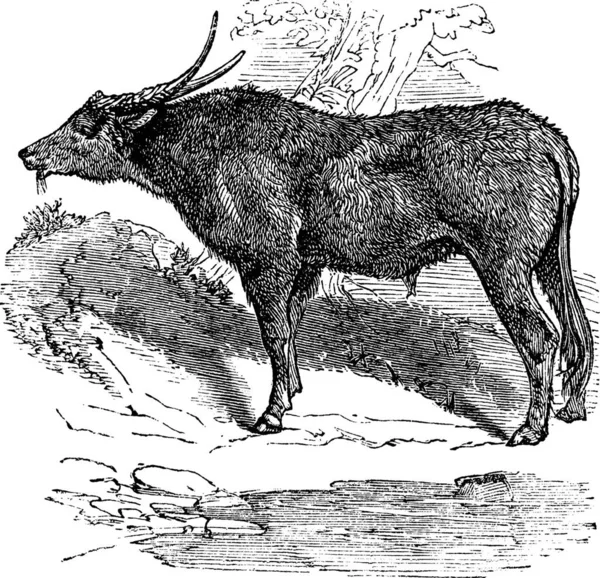 水牛也被称为Bubalus Bubalis Buffalo Indian Vintage Engraved Illustration Indian Buffalo Bubalus — 图库矢量图片
