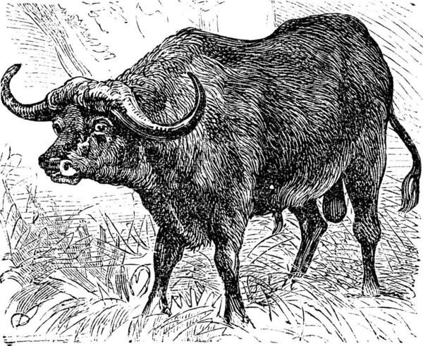 Αφρικής Βουβάλια Επίσης Γνωστή Syncerus Caffer Buffalo Vintage Χαραγμένο Εικονογράφηση — Διανυσματικό Αρχείο