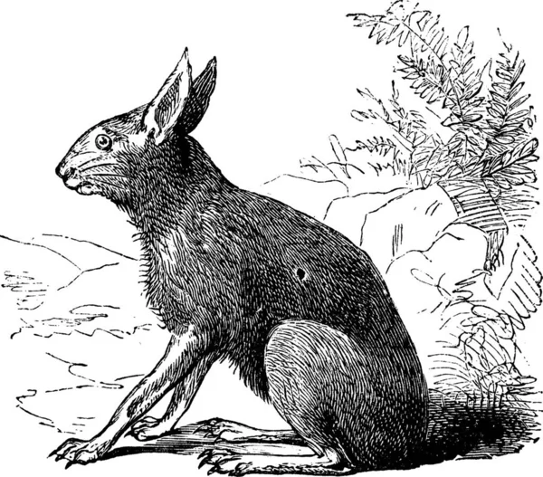 Patagonian Mara Également Connu Sous Nom Dolichotis Patagonum Illustration Gravée — Image vectorielle