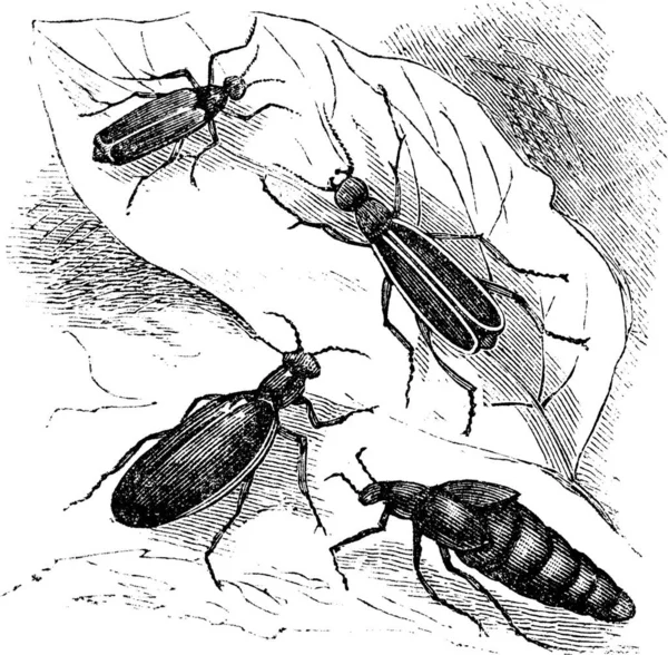 Cantharis Oder Lytta Vesticatoria Spanische Fliege Oder Blasenkäfer Vintage Gravur — Stockvektor