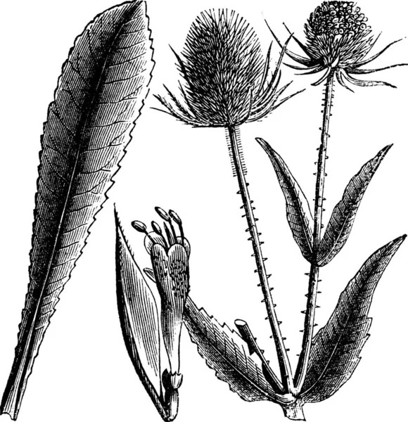 Dipsacus Sylvestris Veya Teasel Veya Dipsacus Fullonum Vintage Gravür Vahşi — Stok Vektör