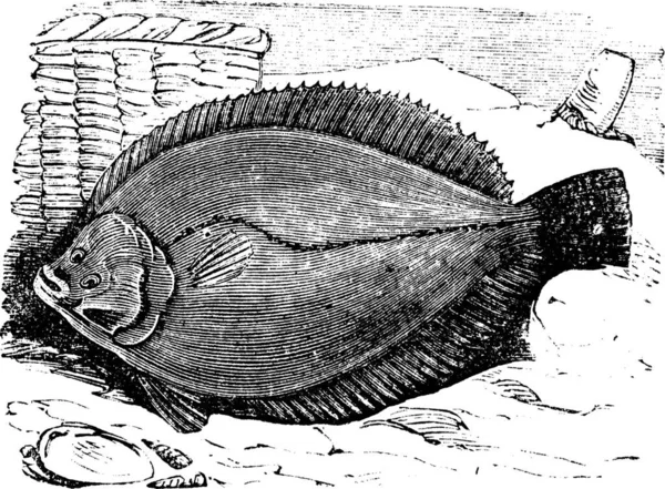 Solha Linguado Franco Flatfish Gravura Vintage Ilustração Gravada Velha Solha — Vetor de Stock