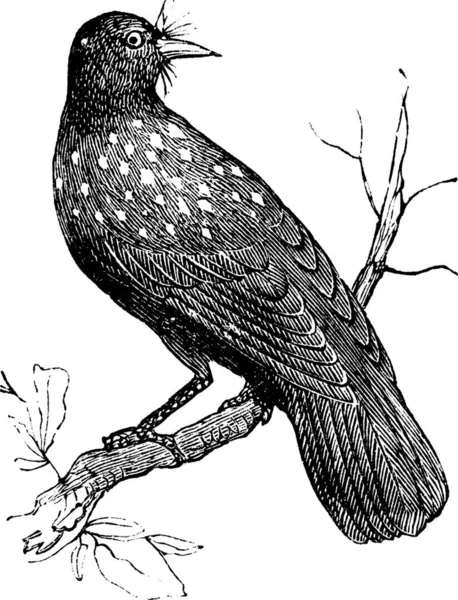 크래커 Nucifraga Caryocatactes Eurasian Nutcracker Spotted Nutcracker Vintage Engraving 나뭇가지에 — 스톡 벡터