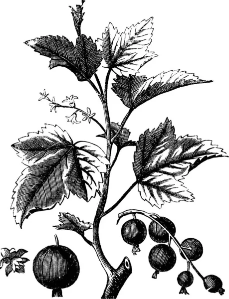 Ribes Berry Grosella Negra Grabado Vintage Ilustración Grabada Antigua Ripes — Vector de stock