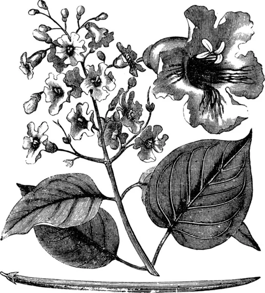 カタルパBignonioidesやシガーツリーヴィンテージ彫刻 カタルパの木の花の古い刻まれたイラスト — ストックベクタ