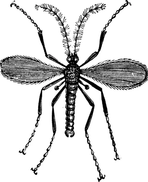 Hessische Fliege Gerstenmücke Mayetiola Destructor Oder Cecidomyia Destructor Jahrgangsgravur Alte — Stockvektor