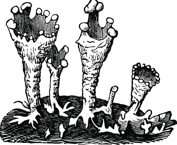 Чашка Лишайника Cladonia Pyxidata Винтажная Гравировка Старая Гравированная Иллюстрация Кубка — стоковый вектор