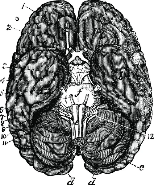 Human Brain Vintage Engraving Old Engraved Illustration Human Brain Parts — Stock Vector