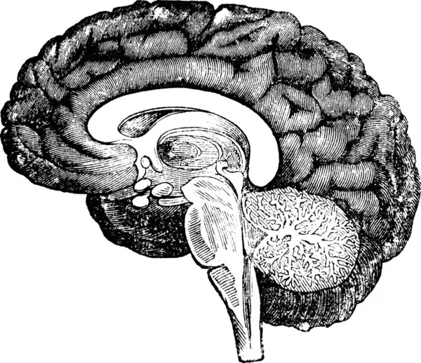 Sección Vertical Del Perfil Grabado Vintage Del Cerebro Humano Que — Archivo Imágenes Vectoriales