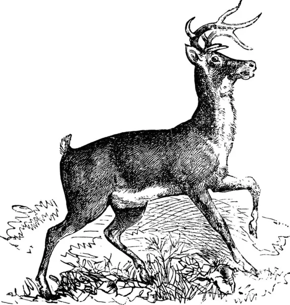 Whitetail Carausius Virginianus Incisione Vintage Cervi Della Virginia Vecchia Illustrazione — Vettoriale Stock