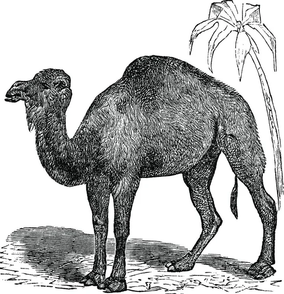 Dromedary Arabische Camel Camelus Vlinder Vintage Gravure Oude Gegraveerd Illustratie — Stockvector