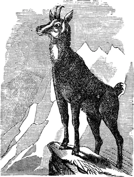 Chamois Rupicapra Rupicapra Nebo Antilope Rupicapra Vintage Gravírování Staré Ryté — Stockový vektor