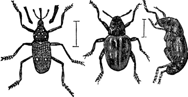甲虫的黑白图解 — 图库矢量图片