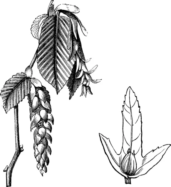 欧洲角梁或Carpinus Betulus 老式雕刻 展示花 和有翅种子 的欧洲角梁的古老雕刻图解 — 图库矢量图片