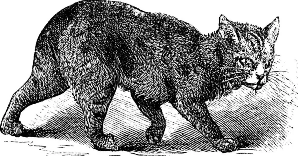 Illustratie Van Een Wolf — Stockvector