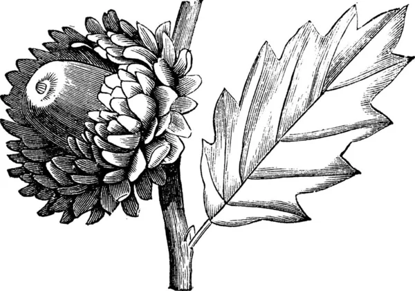 Macrolepis Quercia Quercia Vallona Incisione Vintage Vecchia Illustrazione Incisa Della — Vettoriale Stock