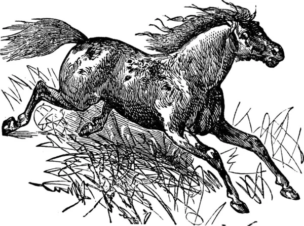 Ilustração Cavalo Com Desenho Preto Branco — Vetor de Stock