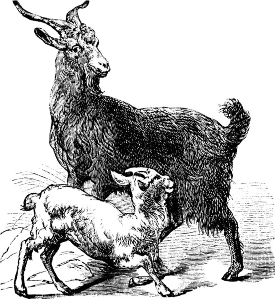 Domestic Goat Atau Capra Aegagrus Hircus Ukiran Vintage Ilustrasi Lama - Stok Vektor