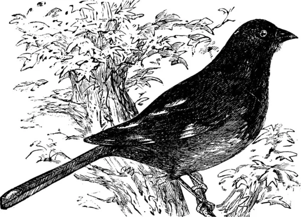 Wschodnie Towhee Lub Chewink Lub Pipilo Erytrophthalmus Vintage Grawerowanie Stary — Wektor stockowy