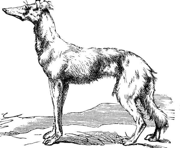 Galgo Persa Perro Real Egipto Saluki Canis Lupus Familiaris Grabado — Vector de stock