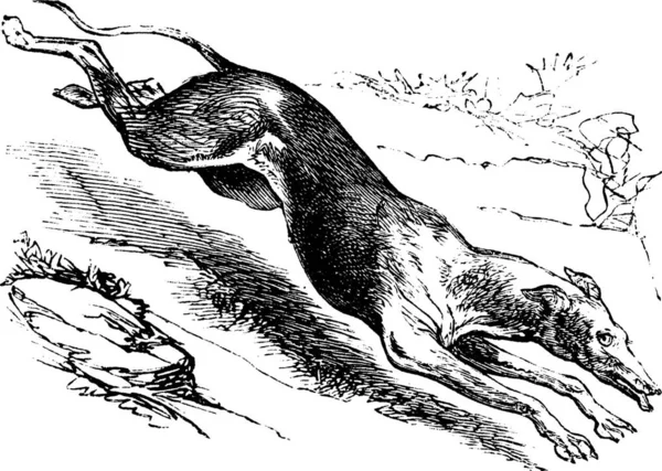 잉글리시 그레이하운드 English Greyhound Canis Lupus Famaris Vintage Engraving 그레이하운드를 — 스톡 벡터