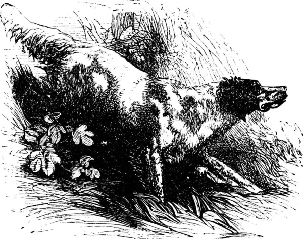 Setter Anglais Canis Lupus Familiaris Gravure Vintage Ancienne Illustration Gravée — Image vectorielle