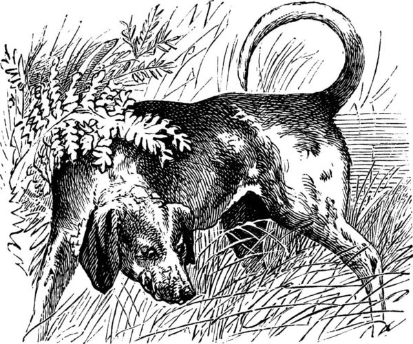Beagle Eller Canis Lupus Familiaris Vintage Gravyr Gammal Graverad Illustration — Stock vektor